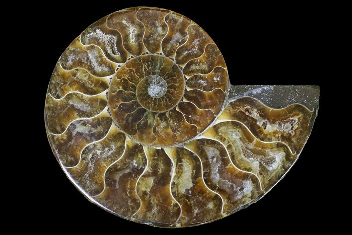 Cut & Polished Ammonite Fossil (Half) - Agate Replaced #146212